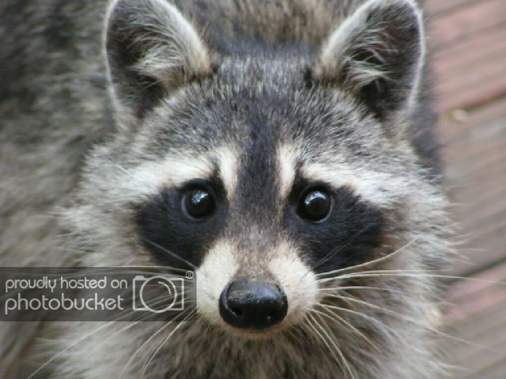 Raccooneyes.jpg