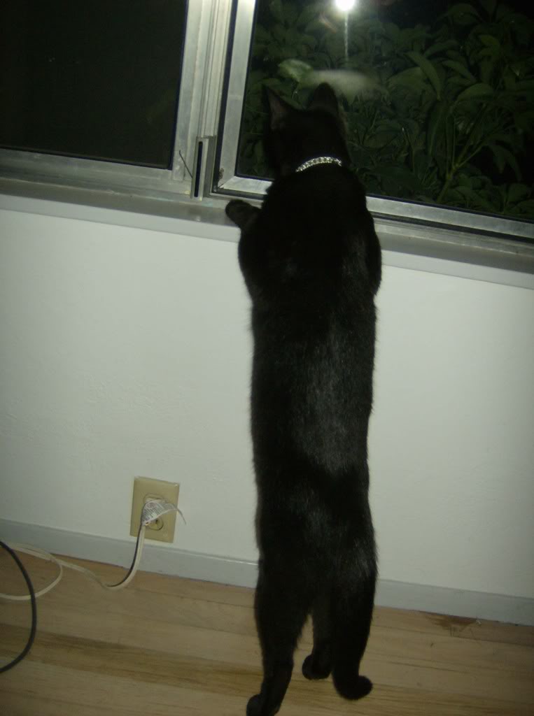 Cat.jpg