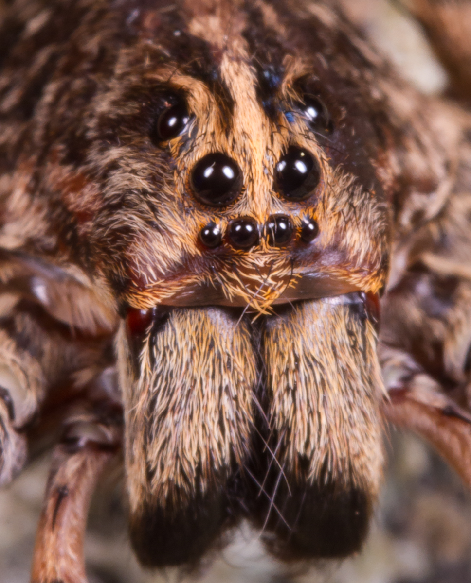 wolf-spider-front-view.jpg