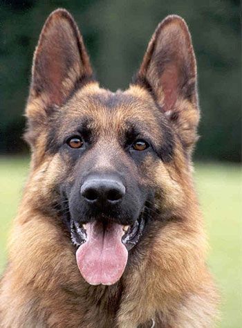 king-shepherd-4.jpg