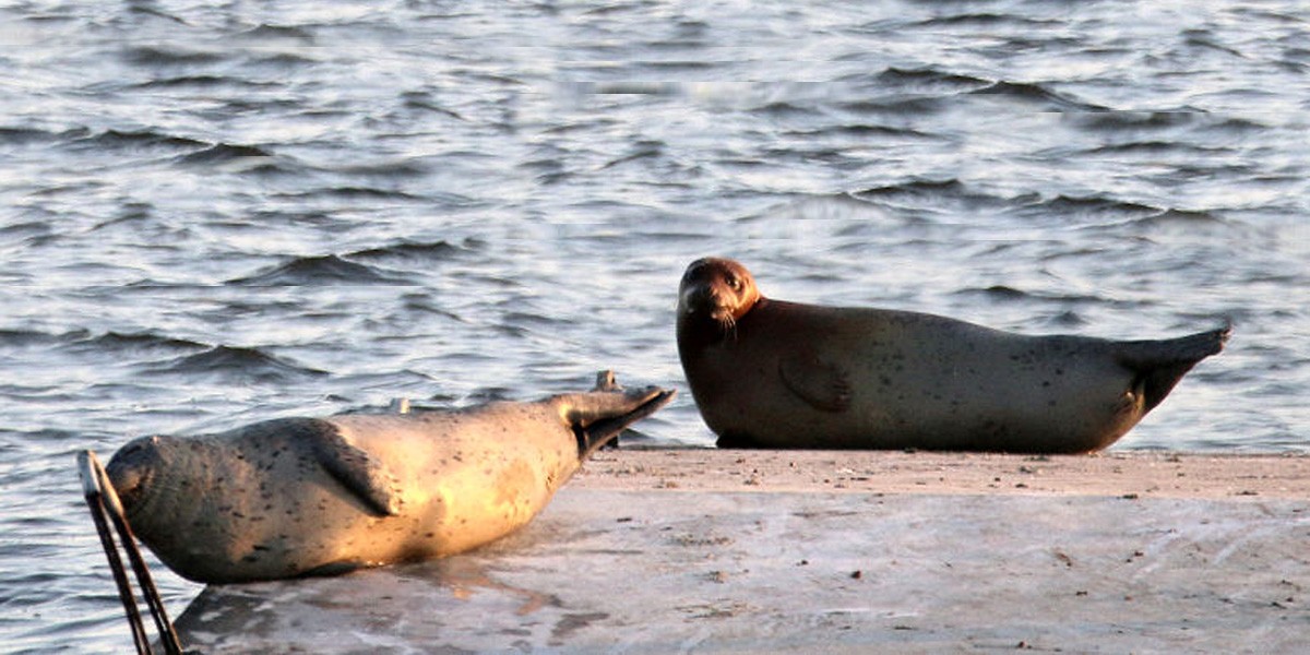 East-Bay-Parks-Harbor-Seals-FB.jpg