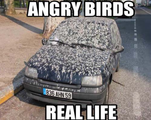 irl-angry-birds.jpg